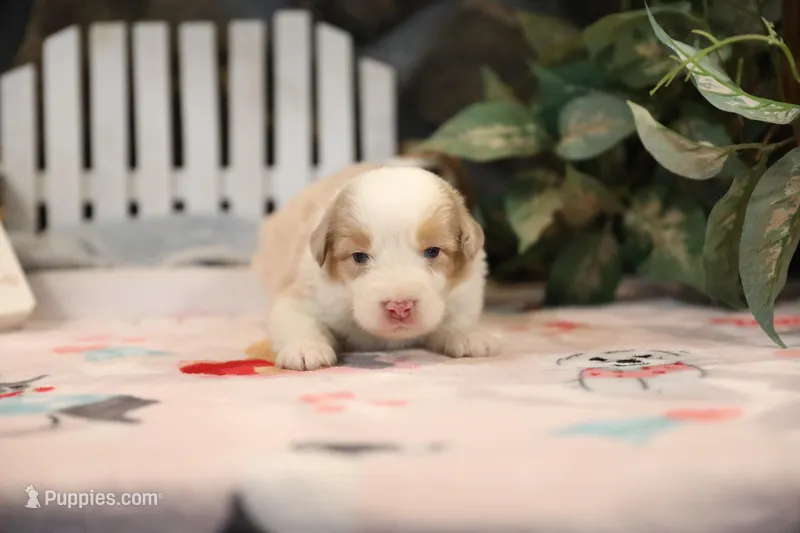 Lily-Rose's Red Merle Boy – Australian Shepherd puppy for sale in Westfield, MA