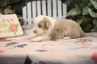 Lily-Rose's Red Merle Boy, a male Australian Shepherd for sale in Westfield, MA – Photo 2 of 6