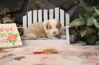 Lily-Rose's Red Merle Boy, a male Australian Shepherd for sale in Westfield, MA – Photo 5 of 6