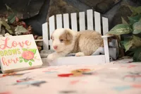 Lily-Rose's Red Merle Boy, a male Australian Shepherd for sale in Westfield, MA – Photo 3 of 6