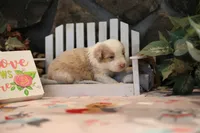 Lily-Rose's Red Merle Boy, a male Australian Shepherd for sale in Westfield, MA – Photo 6 of 6