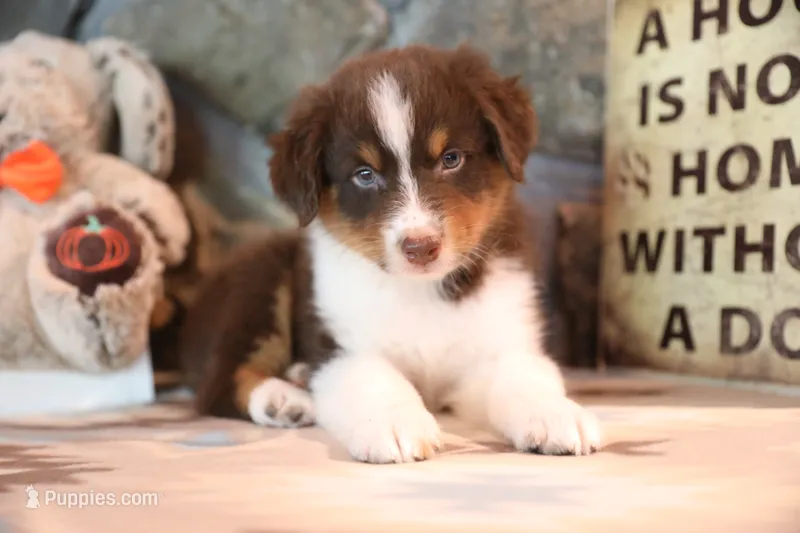 Patti's Red Tri Boy – Australian Shepherd puppy for sale in Westfield, MA