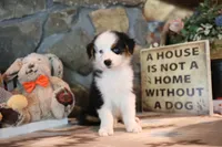 Patti's Black Tri Boy, a male Australian Shepherd for sale in Westfield, MA – 7 of 10