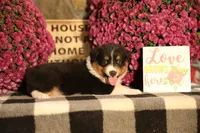 Luna's Black Tri Boy #1, a male Australian Shepherd for sale in Westfield, MA – 2 of 6