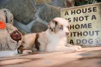 Patti's Red Merle Girl #3, a female Australian Shepherd for sale in Westfield, MA – 3 of 8