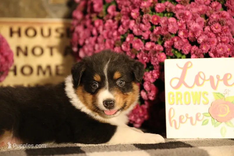 Luna's Black Tri Boy #1 – Australian Shepherd puppy for sale in Westfield, MA