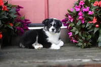 Panda's Girl, a female Australian Shepherd for sale in Westfield, MA – Photo 3 of 10