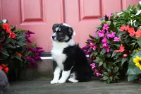 Panda's Girl, a female Australian Shepherd for sale in Westfield, MA – Photo 4 of 10