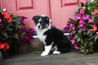 Panda's Girl, a female Australian Shepherd for sale in Westfield, MA – Photo 1 of 10