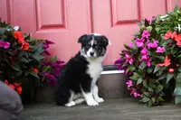 Panda's Girl, a female Australian Shepherd for sale in Westfield, MA – Photo 6 of 10