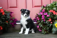 Panda's Girl, a female Australian Shepherd for sale in Westfield, MA – Photo 2 of 10