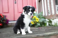 Panda's Girl, a female Australian Shepherd for sale in Westfield, MA – Photo 8 of 10