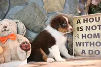 Patti's Red Tri Boy, a male Australian Shepherd for sale in Westfield, MA – 7 of 7