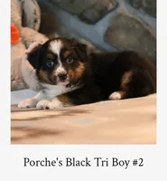 Porche's black tri boy #2, a male Australian Shepherd for sale in Westfield, MA – 3 of 3