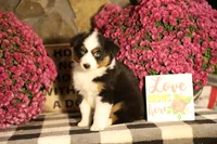 Misty's tri girl #1, a female Australian Shepherd for sale in Westfield, MA – 4 of 10