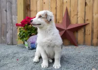 Vegas's blue girl, a female Australian Shepherd for sale in Westfield, MA – 2 of 10