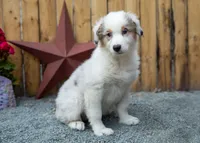 Vegas's blue girl, a female Australian Shepherd for sale in Westfield, MA – 7 of 10