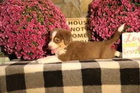 Luna's Red Tri Boy, a male Australian Shepherd for sale in Westfield, MA – 6 of 9