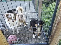 Porche's black tri boy #2, a male Australian Shepherd for sale in Westfield, MA – 2 of 7