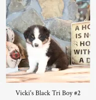 Vicki's black tri boy #2 , a male Australian Shepherd for sale in Westfield, MA – 3 of 3
