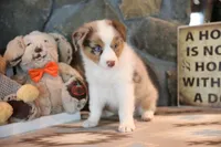 Patti's Red Merle Girl #2, a female Australian Shepherd for sale in Westfield, MA – 6 of 8