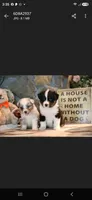 Porche's blue merle boy , a male Australian Shepherd for sale in Westfield, MA – 4 of 5