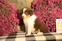 Luna's Red Tri Girl #2, a female Australian Shepherd for sale in Westfield, MA – 5 of 9