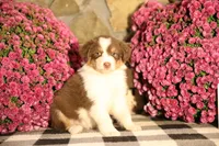 Luna's Red Tri Girl #2, a female Australian Shepherd for sale in Westfield, MA – 4 of 9
