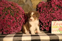 Luna's Red Tri Boy, a male Australian Shepherd for sale in Westfield, MA – 3 of 9