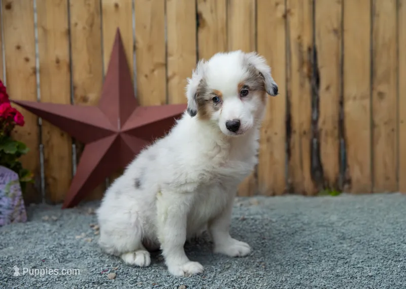 Vegas's blue girl – Australian Shepherd puppy for sale in Westfield, MA
