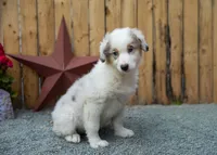 Vegas's blue girl, a female Australian Shepherd for sale in Westfield, MA – 1 of 10