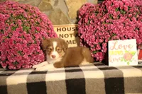 Luna's Red Tri Boy, a male Australian Shepherd for sale in Westfield, MA – 4 of 9