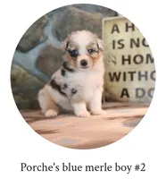 Porche's blue merle boy , a male Australian Shepherd for sale in Westfield, MA – 2 of 5