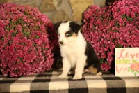 Misty's tri girl #2, a female Australian Shepherd for sale in Westfield, MA – 2 of 10