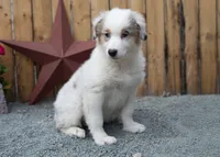 Vegas's blue girl, a female Australian Shepherd for sale in Westfield, MA – 9 of 10