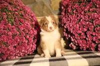 Luna's Red Tri Girl #1, a female Australian Shepherd for sale in Westfield, MA – 2 of 10