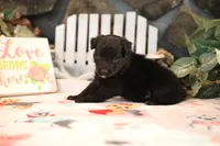 Char-Lynne's black boy, a male Miniature Australian Shepherd for sale in Westfield, MA – Photo 9 of 10