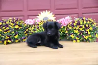 Char-Lynne's black boy, a male Toy Australian Shepherd for sale in Westfield, MA – Photo 5 of 9