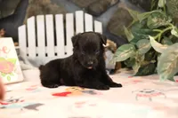 Char-Lynne's black boy, a male Miniature Australian Shepherd for sale in Westfield, MA – Photo 2 of 10