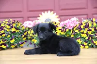 Char-Lynne's black boy, a male Toy Australian Shepherd for sale in Westfield, MA – Photo 6 of 9