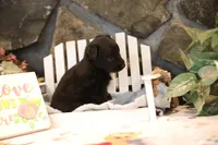 Char-Lynne's black boy, a male Miniature Australian Shepherd for sale in Westfield, MA – Photo 10 of 10