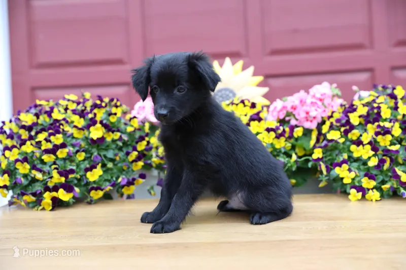 Char-Lynne's black boy – Toy Australian Shepherd puppy for sale in Westfield, MA