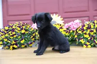 Char-Lynne's black boy, a male Toy Australian Shepherd for sale in Westfield, MA – Photo 1 of 9