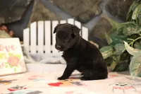 Char-Lynne's black boy, a male Miniature Australian Shepherd for sale in Westfield, MA – Photo 3 of 10