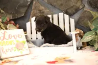 Char-Lynne's black boy, a male Miniature Australian Shepherd for sale in Westfield, MA – Photo 8 of 10