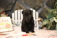 Char-Lynne's black boy, a male Miniature Australian Shepherd for sale in Westfield, MA – Photo 4 of 10