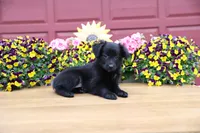 Char-Lynne's black boy, a male Toy Australian Shepherd for sale in Westfield, MA – Photo 4 of 9