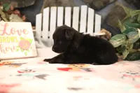 Char-Lynne's black boy, a male Miniature Australian Shepherd for sale in Westfield, MA – Photo 5 of 10