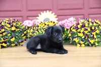 Char-Lynne's black boy, a male Toy Australian Shepherd for sale in Westfield, MA – Photo 7 of 9