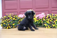 Char-Lynne's black boy, a male Toy Australian Shepherd for sale in Westfield, MA – Photo 9 of 9